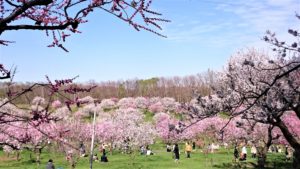 北海道札幌市の平岡公園の梅園の写真